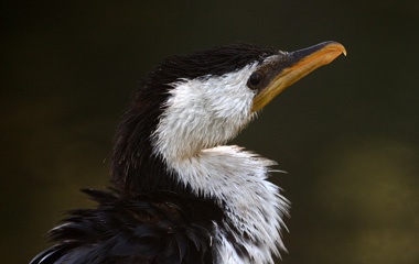Wet pied cormorant